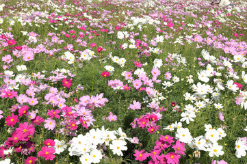 Fototapeta premium Cosmos