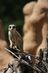 Slender-tailed meerkat