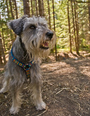 Miniature schnauzer dog exploring the forest
