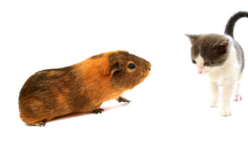 cobaye et chaton gris et blanc