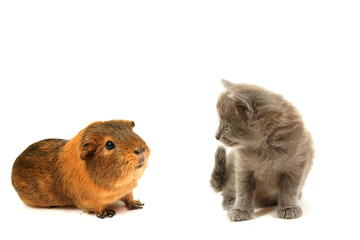 rongeur et félin