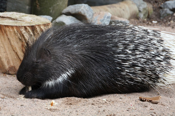 fressendes Stachelschwein