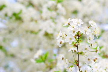 Fototapeta premium blossoms