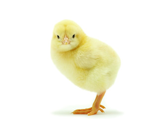 Fototapeta premium little chicken