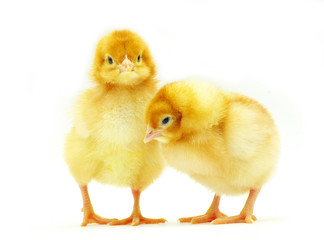 Obraz premium chicken