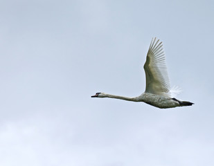 Mute Swan flying