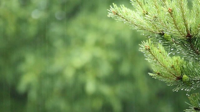 Tanne im Regen