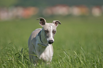 Hund mit Grashalm in der Schnautze