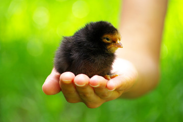 chicken in hand