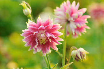 Obraz premium Pink doubled columbine flower