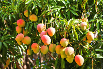 Mango tree with ripening fruits - obrazy, fototapety, plakaty
