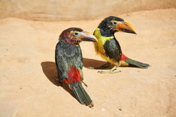 Pair of toucan chick