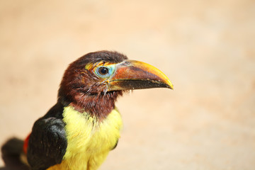 Toucan chick