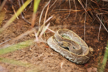 Rattlesnake hiding in the grass
