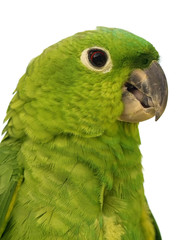 parrot - 14711753