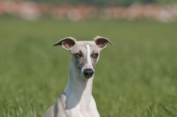 Whippet Portrait