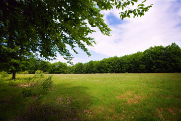 Summer landscape