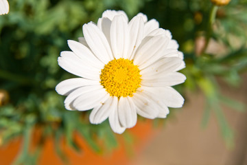 Margerite, Bl&uuml;te, Blume, gelb, wei&szlig;