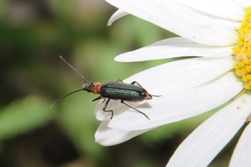 bug on a camomile