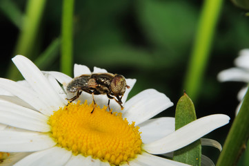 Fly on a camomile