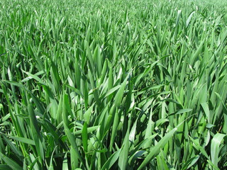 Ich werde bald größer