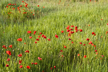 poppies field