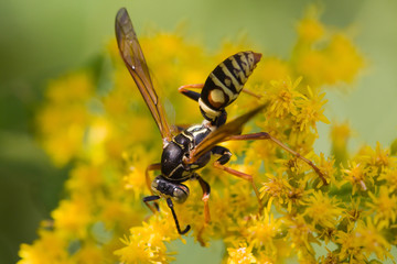 Wasp on a flower
