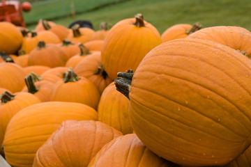 Pumpkin Patch