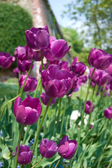 Fototapeta premium violette Tulpen