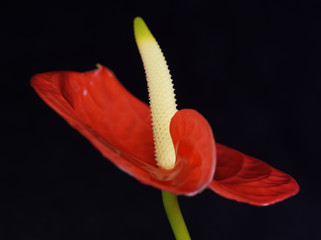 Exotic Flower on Black Background 6