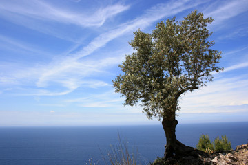 olive tree in front of blue sky and blue see on mallorca