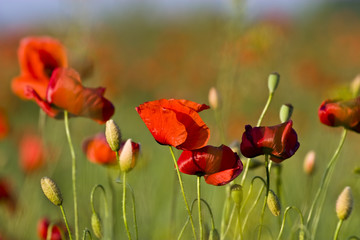 poppies field
