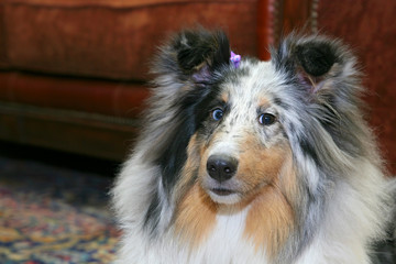 pretty dog in living room