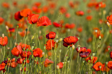 poppies field