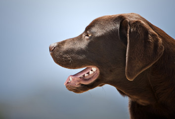 Profile Head Shot of a Chocolate Labrador