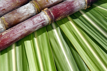 Canne à sucre