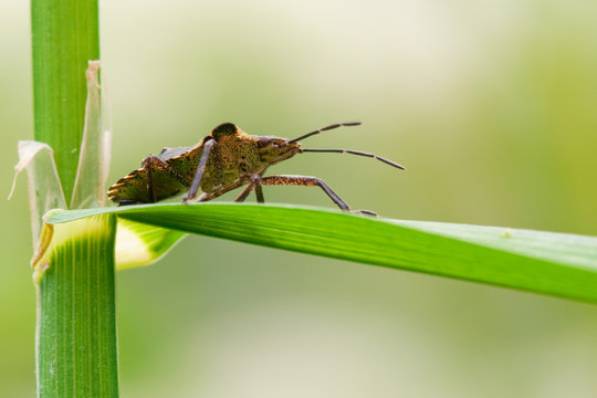 Rotbeinige Baumwanze Pentatoma rufipes