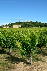 Fototapeta na wymiar vignes dans joli village du gard