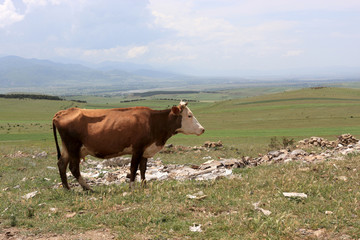 Obraz premium The milker on pasture in Imereti Province, Georgia