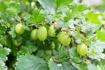 Stachelbeeren;Strauch