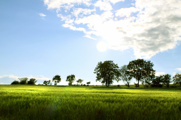 Weizenfeld,Landschaft