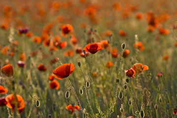 Fototapeta premium poppies field