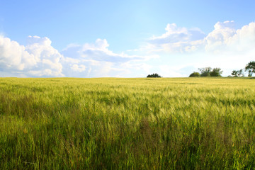 Weizenfeld,Landschaft