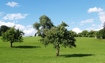 vieux arbres fruitiers