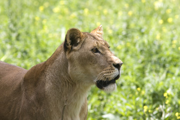 lioness