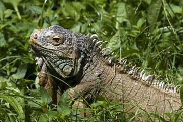 iguana