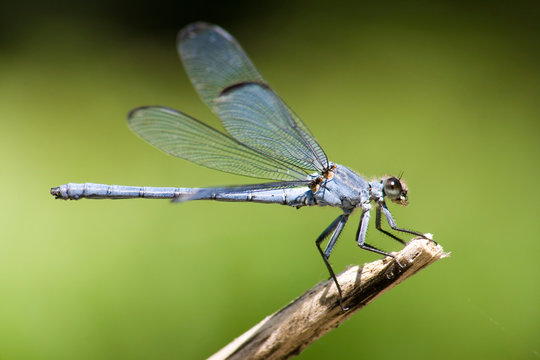 Damselfly on out of focus background