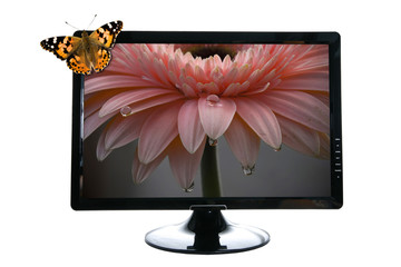 Butterfly on lcd monitor