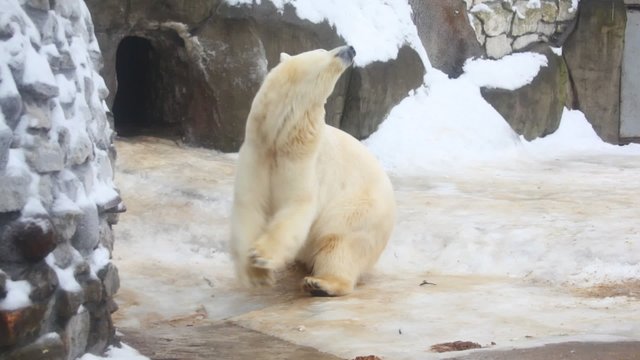 white bear rotating dancing
