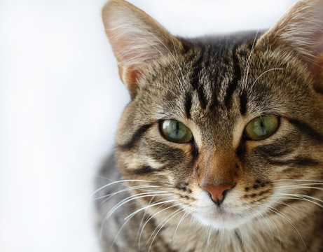 Striped cat